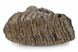 Fossil Woolly Mammoth Upper M Molar - Poland #357020-2